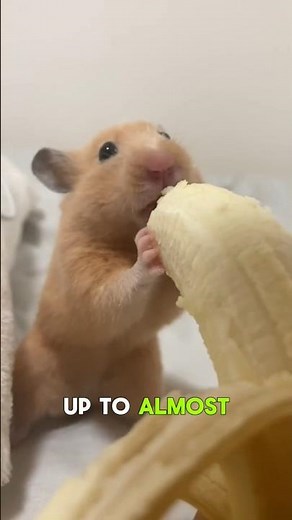Hamster Facts You Should Know!🐹