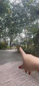 Phương nhi chúc cả nhà đầu năm mới mọi việc thuận lợi bình an mạnh khỏe Thành công và luôn gặp nhiều mai mắn 😍😍 | Phuong Nhi