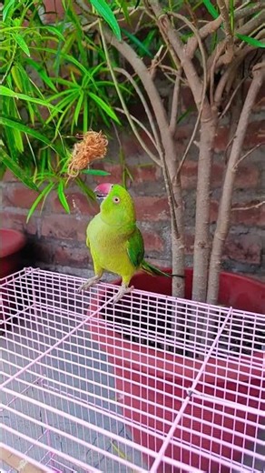 Parrot talking 🦜💚 mithu ku 😍 #parrot #birds #talkingparrot #parrottalking #viral #shortsfeed #birds