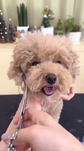 Cutest Bichon Puppies | Puppies Club