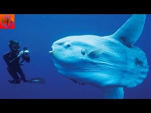 Ocean Sunfish - Animal of the Week