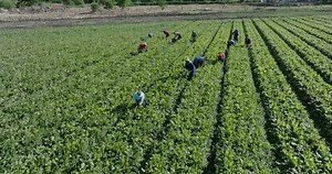 Migrant Female Farm Workers Weeding On Stock Footage Video (100% Royalty-free) 1111331915 | Shutterstock