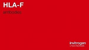 Anti-HLA-F Antibodies | Invitrogen