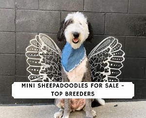 Mini Sheepadoodle for Sale - Top 10 Breeders! - We Love Doodles
