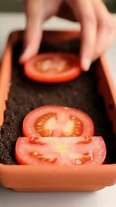 4.2K views · 22 reactions | Watch a Tomato Slice Turn Into a Thriving Plant – Stunning Time-Lapse Reveal! | Garden Designs & Tips | Facebook