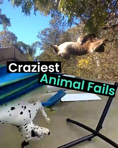 54K views · 1.1K reactions | Clumsy animals, you can't help but laugh...just a little  | Animal Antics | Facebook
