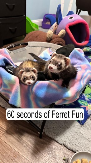 38K views · 465 reactions | 60 Seconds of Ferret Fun This is...