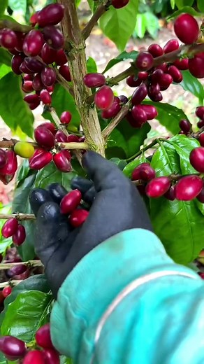 Harvesting Ripe Arabica Coffee Cherries
