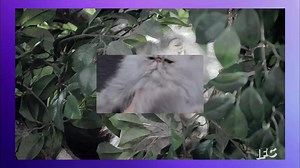 Cat lovers, meet (and greet) Wonky Cat! | Comedy Bang! Bang!