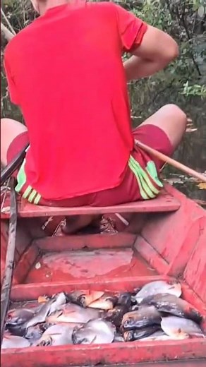 Pescaria de PACU com ARCO e FLECHA no Rio Amazônico #pesca #vidanaamazônia