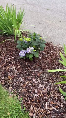 Planting and pruning hydrangeas and iris