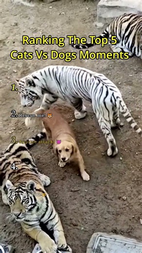 Cats vs Dogs 😂🐱🐶 | Funniest Pet Moments! #shorts