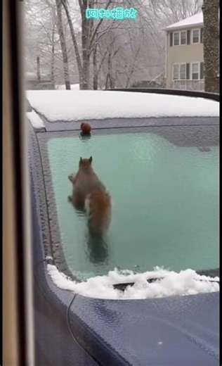 现实版冰河世纪Real life Ice Age Scrat