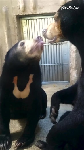 61K views · 195 reactions | Aw these animals are so sweet  | This is Happening | Facebook