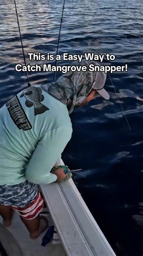 This is a easy way to catch mangrove snapper offshore Tampa bay! #tampabay #netfishing #offshorefishing | Groupermvp