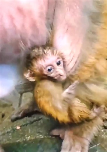 Small wild monkey #cutemonkeys | Cute Monkey