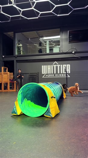 Two poodles and a tunnel. Practicing our agility and building confidence around the tunnel. Biscoff and Wednesday are honestly naturals. Have you ever seen a pair of dogs be so bouncy ? 🐩 😂😭✨ #dogagility #dogtraining #dogsports #poodle #minipoodle