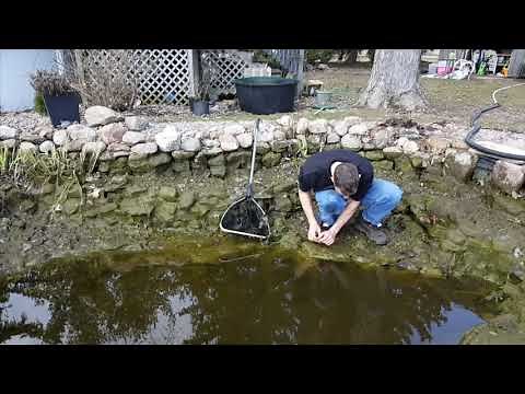 How To Spring Clean Your Pond