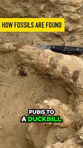 Why This Fossil Is Breaking Underground 🧱🦴 These fossils tell more than just dino stories—they show river flow and erosion in action! 🦖💧 See how layers shift and break apart bones before we ever find them. Shop yoour collection here: therelicroom.com #FossilLayers #NaturalHistory #DinosaurDig #EarthInMotion #ChasingHistory #DinoBones #FieldScience #BoneErosion | Smoky Mountain Relic Room