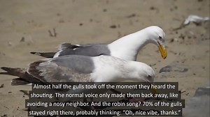 Have you ever had a seagull steal your food? 🐦🍔🍕 If you live by the coast and are tired of #seagulls stealing your #food with the same confidence as your cousin raiding your fridge, this discovery is for you. A team of researchers from the University of Exeter has found - after a seaside tour of 9 Cornish towns in England - that shouting at thieving seagulls works surprisingly well. Yes, you read that right: science is officially giving you permission to vent. Read more about thieving seagull