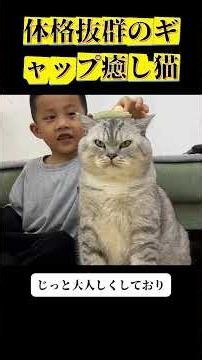 体が巨大なギャップ猫！優しくて可愛い人気ペット