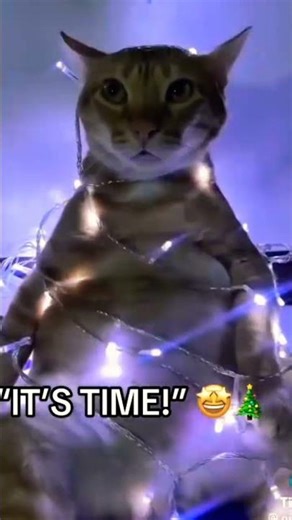 christmas cat,christmas cats,christmas cathedral,christmas cat tv,christmas cat videos,christmas ca
