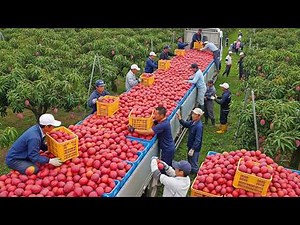 Harvest Paradise 🍓 Watch 50+ Times Farmers Picked the Most Delicious Fruits and Vegetables