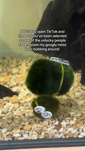 Enjoy. #marimo #mossball #aquarium #algae #aquascape | moss ball