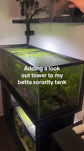 Adding a tower into Your tank! #aquarium #aquascape #aquariumhobby | Trip Aquarium
