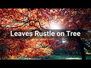 Leaves Rustle on Tree • Weather • Sounds Effects (No Copyright Sounds)