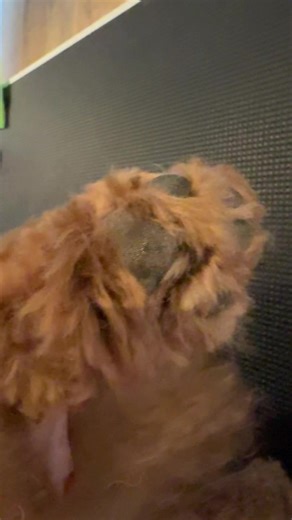 Important to keep their wee feet clean and tidy! #homegrooming #cockapoos