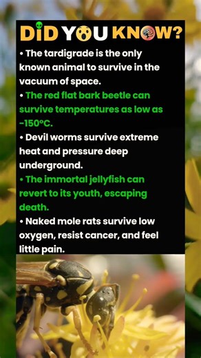 The red flat bark betels