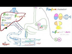 Vitamin B2 (Riboflavin) As An Enzyme Cofactor - Diet and Nutrition Series