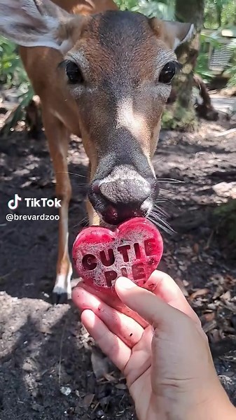 Understanding the Diet of Persimmon the White-Tailed Deer