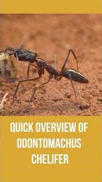 Quick Overview of Odontomachus chelifer - part of Everything you should know about TrapJaw ants
