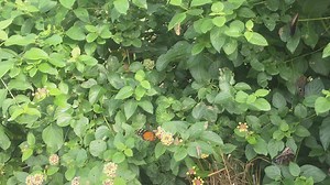 43 reactions · 3 comments | The Butterfly Bungalow aflutter with tranquil beauty, through Oct. 16. | NC Aquarium at Fort Fisher | Facebook