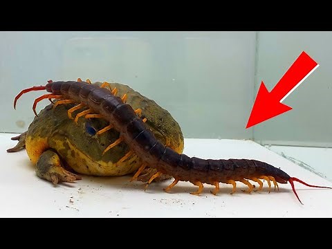 Frog vs Giant Centipede WARNING LIVE FEEDING- Insect Club