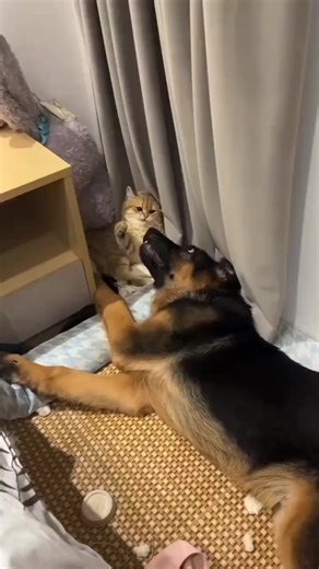 #friendship #fighter #gsd #catdog #germanshepherd #fbreelsfypシ゚viral | German shepherd in Texas