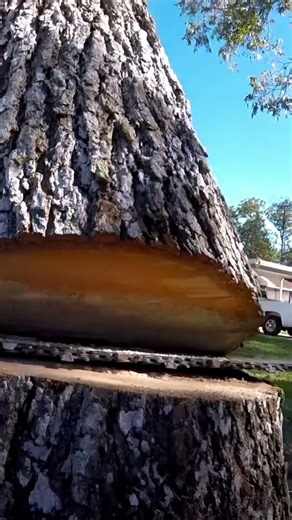 Why Hiring a Professional Tree Removal Service Matters – Kats Tree Service (Lake County, FL)