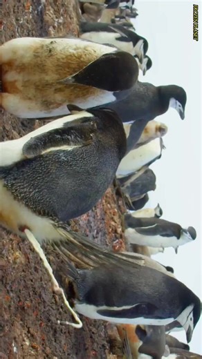 penguins and global warming | Penguin