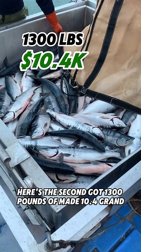 🌊🐟 Curious about the profits from commercial fishing for Alaskan Salmon? 🐟🌊 Join us as we reveal the numbers and share our experience of fishing under the Midnight Sun! Discover the sustainability practices and hard work behind Alaskan Seafood. 🌞🚢 #AlaskanSalmon #CommercialFishing #SustainableSeafood #AlaskanSeafood #FishingLife #SeafoodLovers | Alaskan Salmon Company