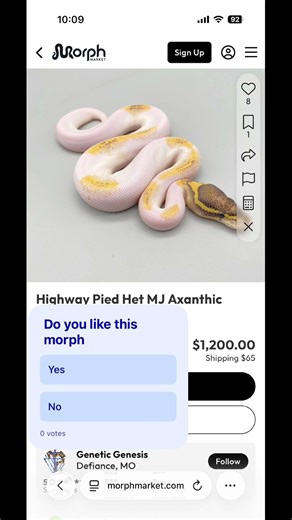 Do you like this morph #ballpython