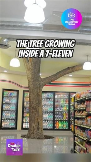 The Tree Growing Inside a 7-Eleven Store in Mexico #weirdcore #funfacts (Rerun)