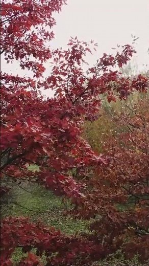 “Peaceful Autumn Forest Ambience 🍂 | Relaxing Music for Stress Relief”