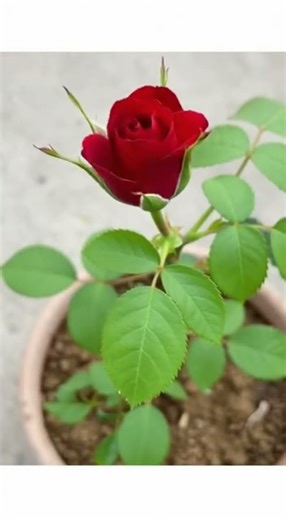 The Secret Life of Roses: Rooting and Blooming Process #shorts