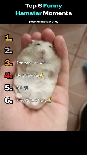 Top 6 Funniest Hamster Moments — Cutest Fails & Fluffy Wins #ranking #funny #animalclips