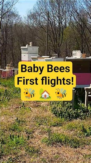 Baby Bees First Flights! 🐝 🏡 #beekeeping #beekeeper