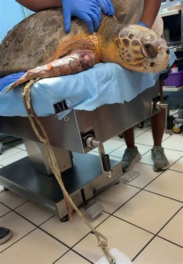 *Warning: graphic content of an injured sea turtle Hope’s journey continues 💚🐢 After arriving at our hospital with a severe line entanglement injury to her front flipper, Hope underwent additional diagnostics and treatment to help give her the best chance at recovery. This reel shows the careful removal of the anchor line that had become tightly wrapped around her flipper, along with X-rays and advanced imaging to help our veterinary team assess the extent of her injuries. It was determined th
