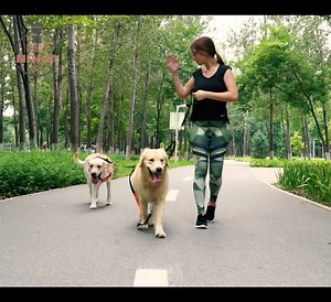 Walk two dogs of any size with one hand and never bothered by tangled leashes. Enjoy a real easy time for you and your dogs! 🤣 Get yours here 👉🏻👉🏻:http://bit.ly/2woa4aN. | Pet Ninja