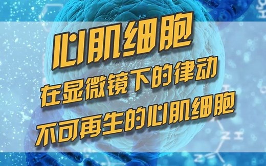心脏不停跳动的奥秘-心肌细胞